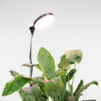 LED Grow Light | Adjustable Full-Spectrum & Dimmable | Automatic Timer