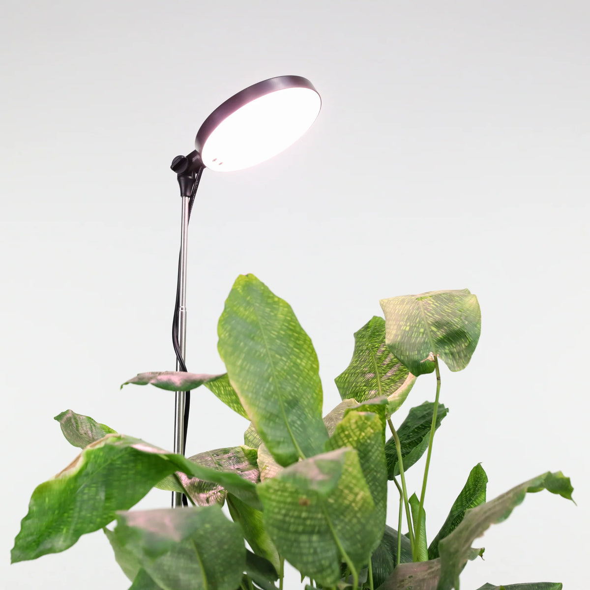 LED Grow Light | Adjustable Full-Spectrum & Dimmable | Automatic Timer
