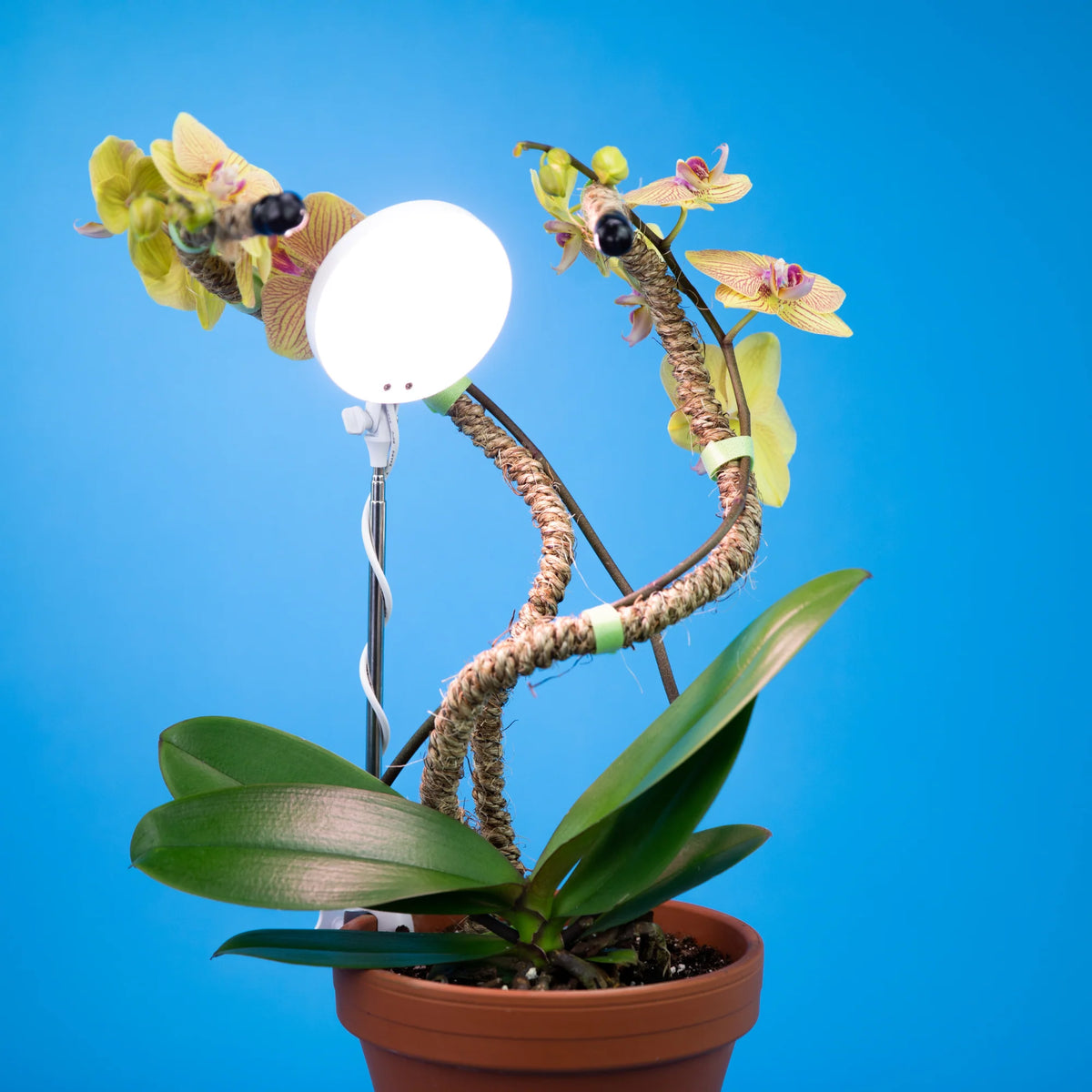 LED Grow Light | Adjustable Full-Spectrum & Dimmable | Automatic Timer