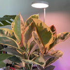 LED Grow Light | Adjustable Full-Spectrum & Dimmable | Automatic Timer