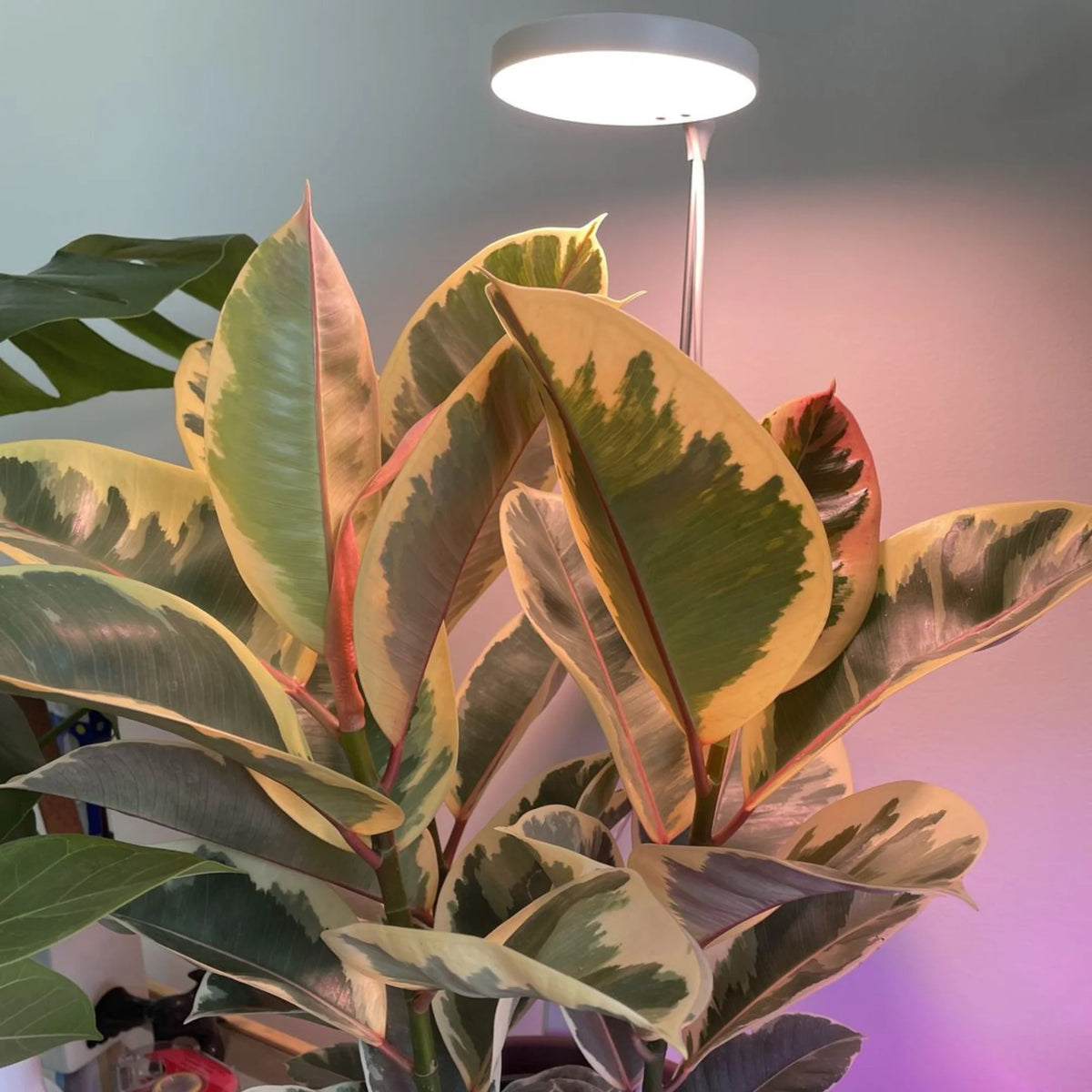 LED Grow Light | Adjustable Full-Spectrum & Dimmable | Automatic Timer