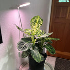 LED Grow Light | Adjustable Full-Spectrum & Dimmable | Automatic Timer