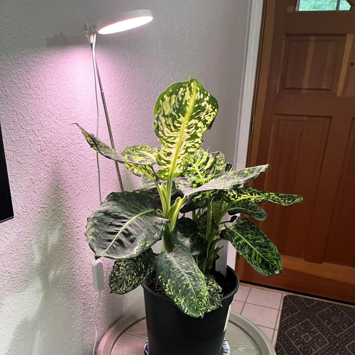 LED Grow Light | Adjustable Full-Spectrum & Dimmable | Automatic Timer