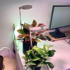 LED Grow Light | Adjustable Full-Spectrum & Dimmable | Automatic Timer