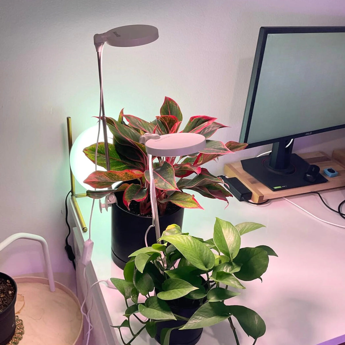 LED Grow Light | Adjustable Full-Spectrum & Dimmable | Automatic Timer